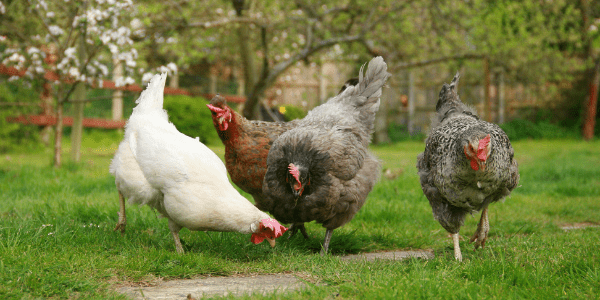 Don’t Be Chicken When Buying Into This Business