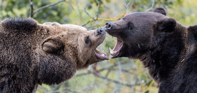 10 Stocks To Get You Through A Bear Market