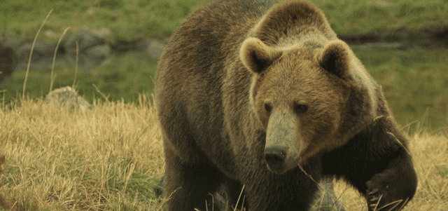 Stocks To Hold Through A Bear Market